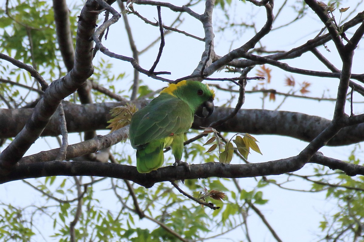 Yellow-naped Parrot - ML614945409