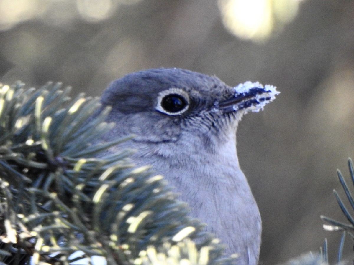 Townsend's Solitaire - ML614945601