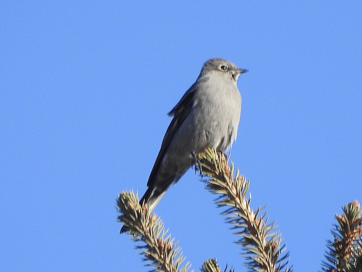 Townsend's Solitaire - ML614945602