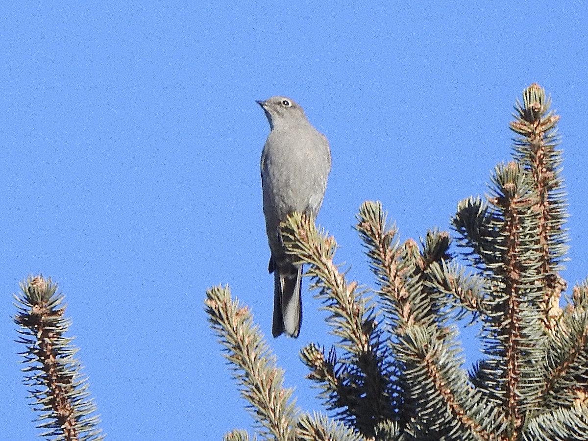 Townsend's Solitaire - ML614945603
