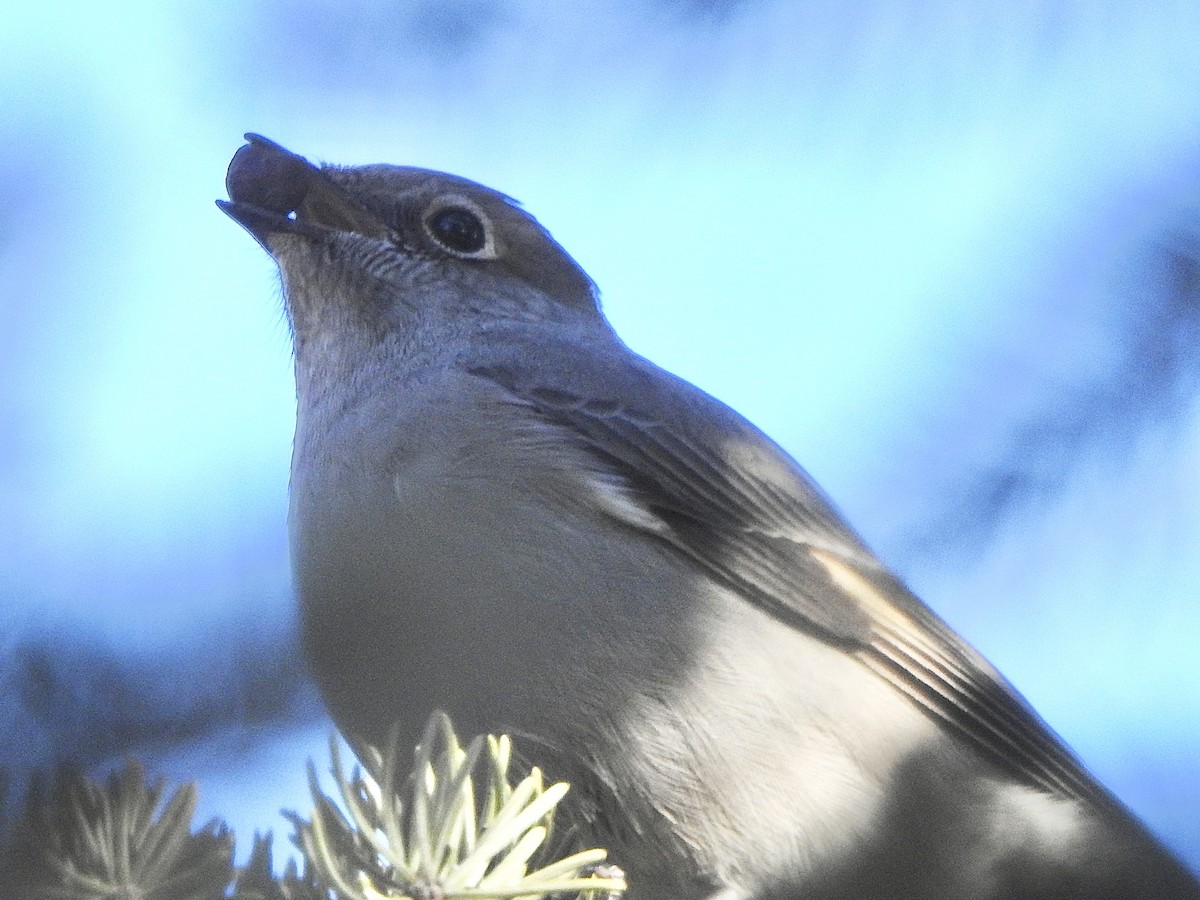 Townsend's Solitaire - ML614945604