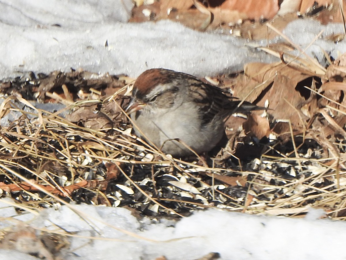 Chipping Sparrow - ML614945617