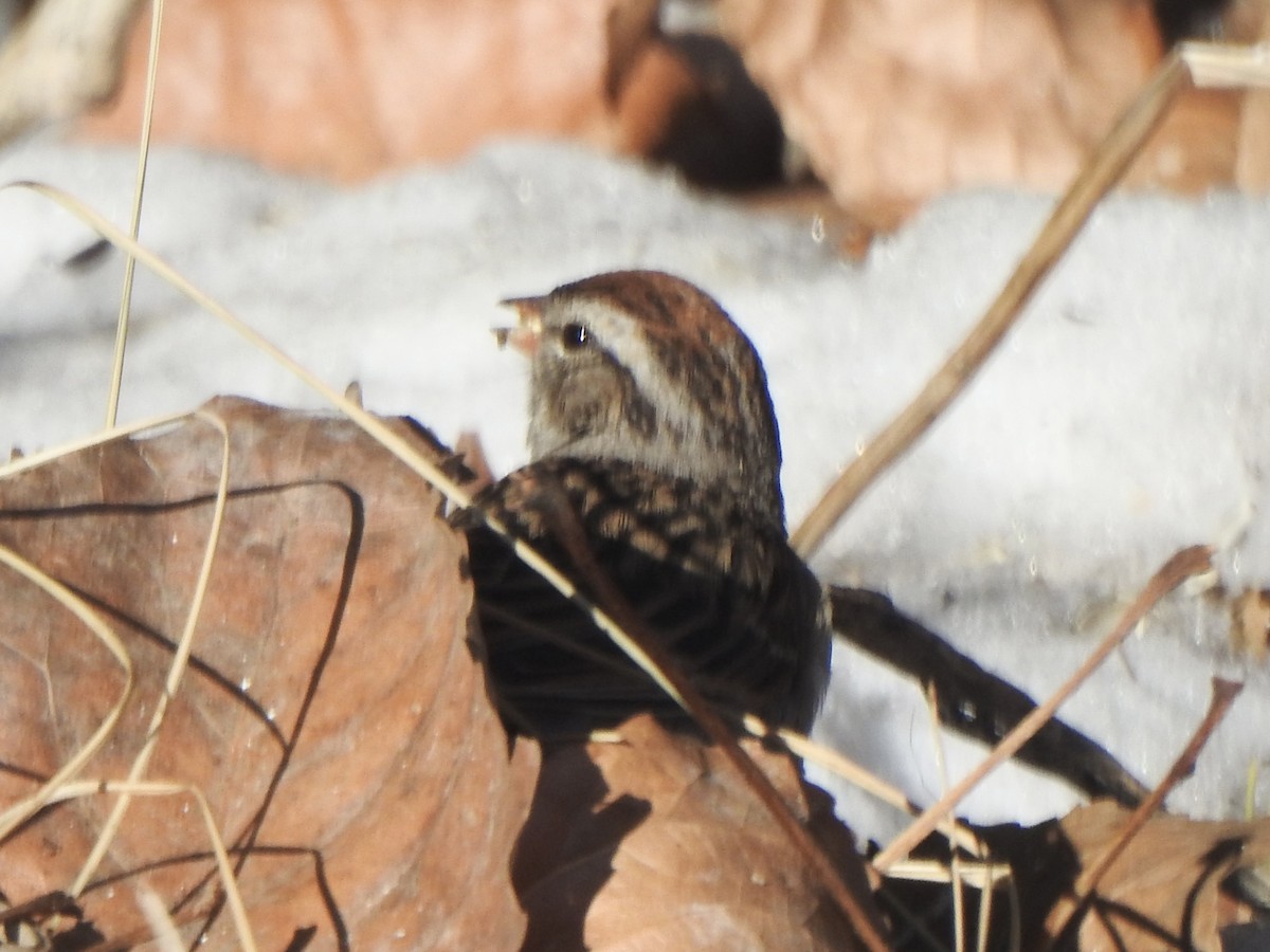 Chipping Sparrow - ML614945618