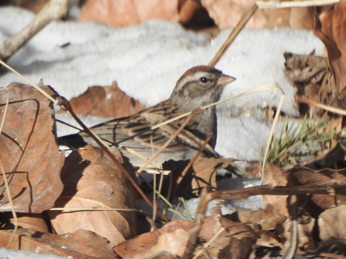 Chipping Sparrow - ML614945619