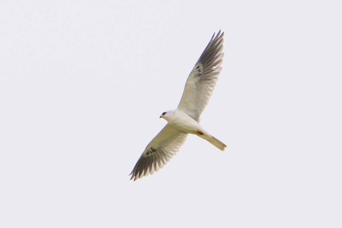 White-tailed Kite - Darrin Menzo