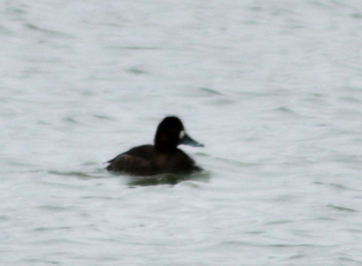 Greater Scaup - ML614945777