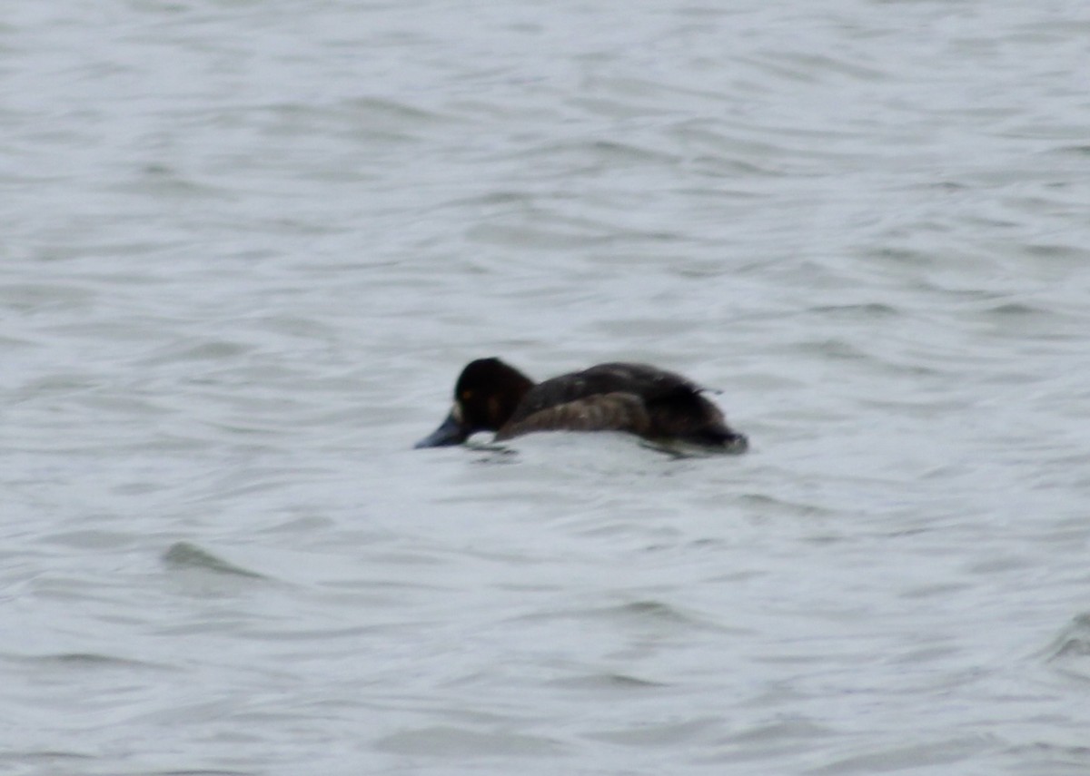 Greater Scaup - ML614945785