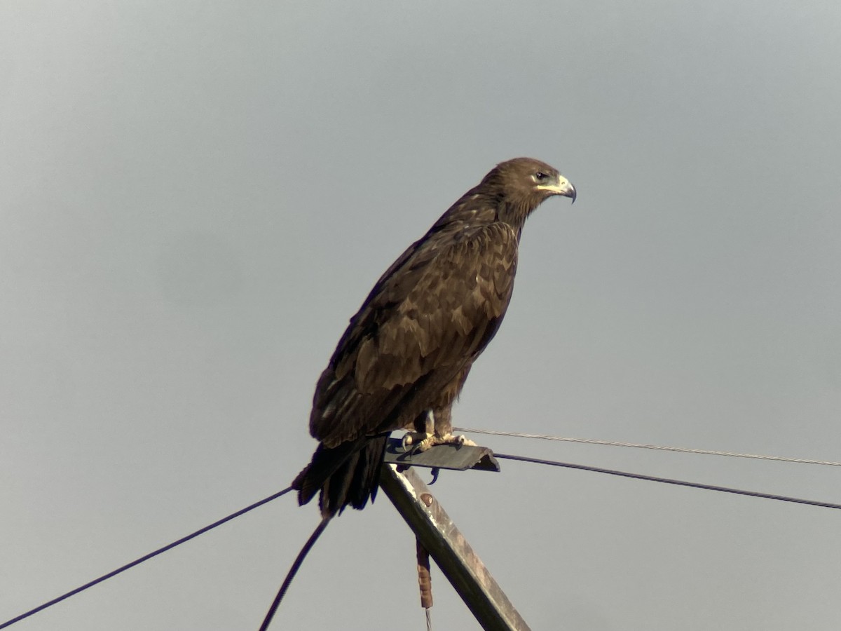 Greater Spotted Eagle - ML614945787