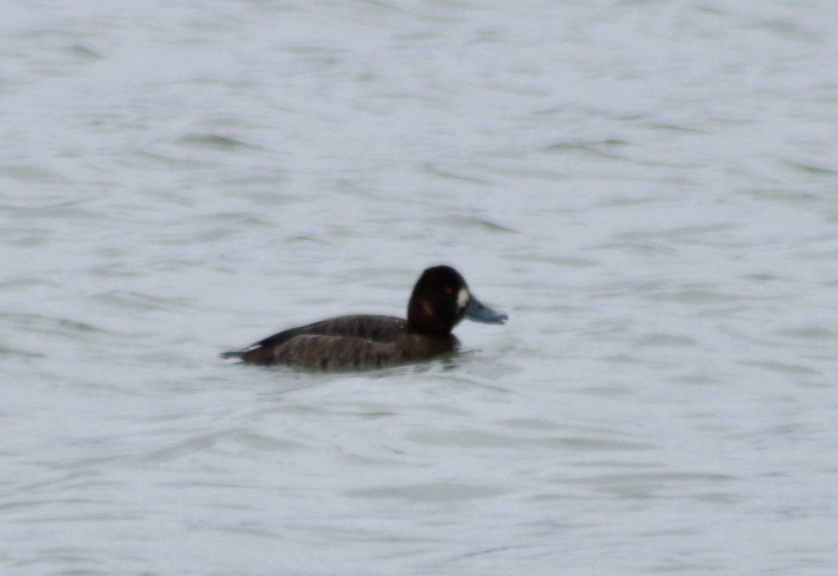 Greater Scaup - ML614945795