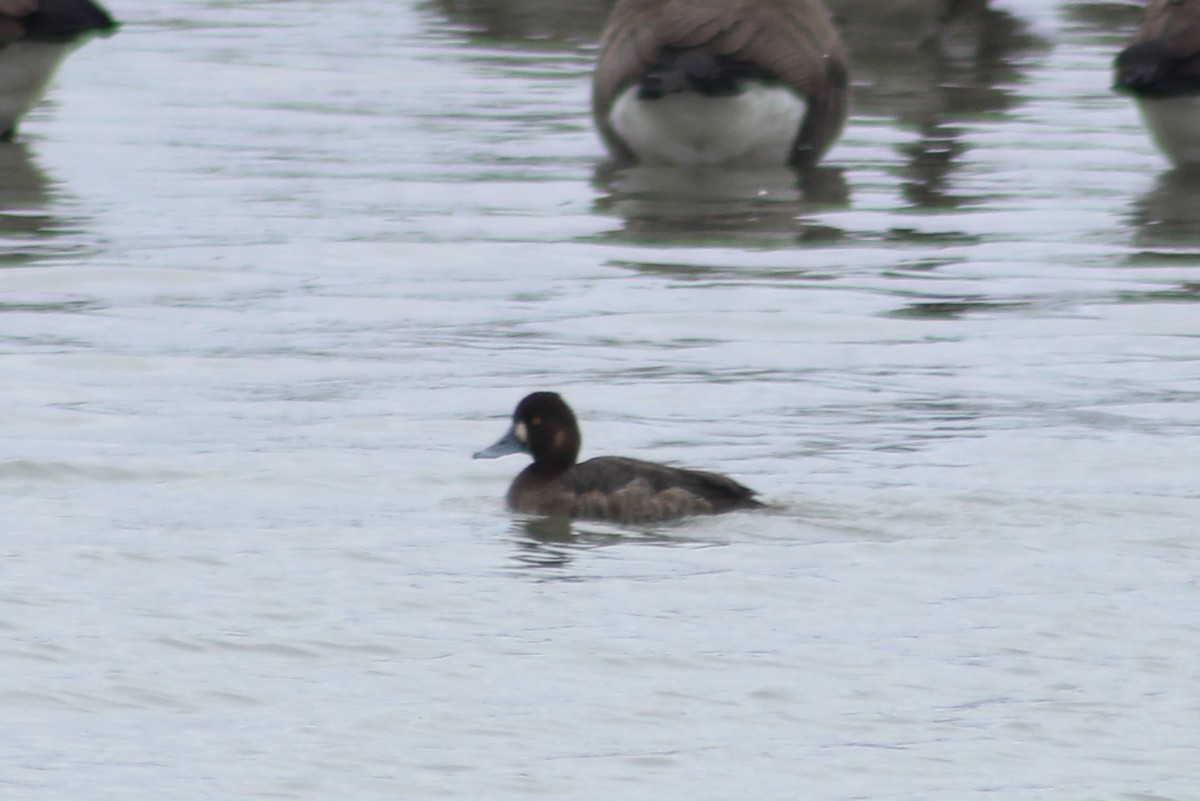 Greater Scaup - ML614945816