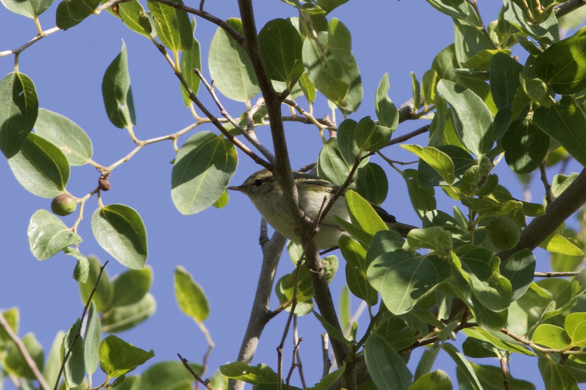 Hume's Warbler - ML614945968