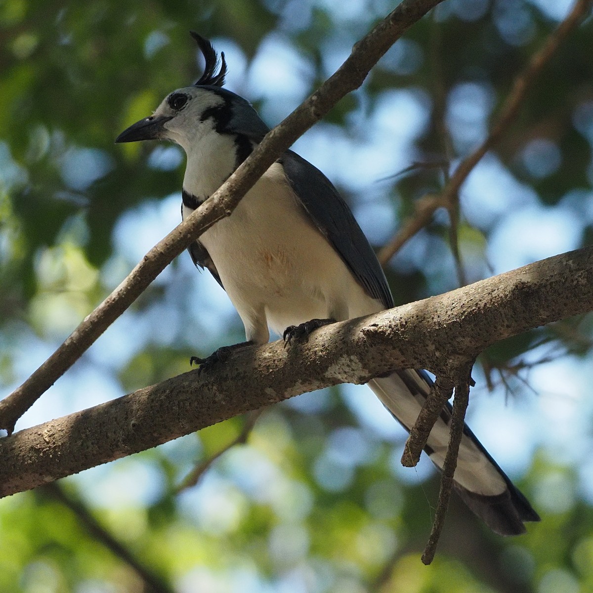 White-throated Magpie-Jay - Milton Paul
