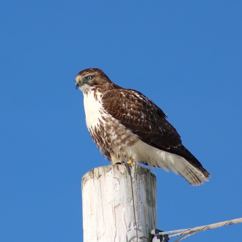 Red-tailed Hawk - ML614946540