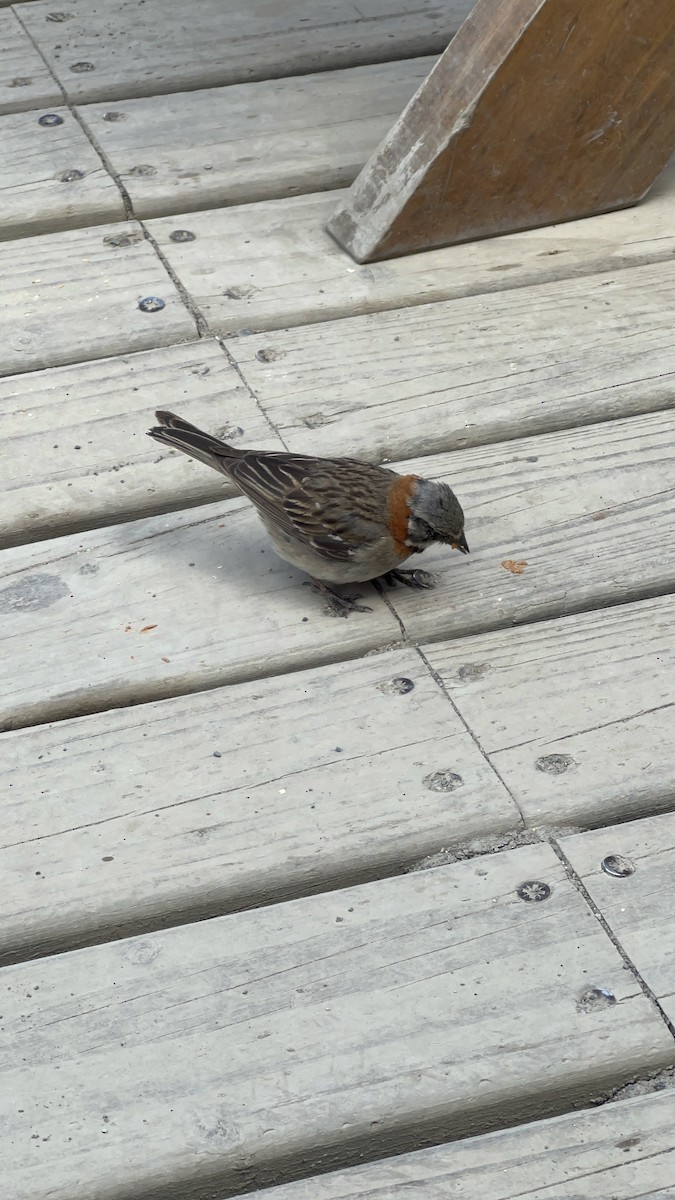 Rufous-collared Sparrow - ML614946685