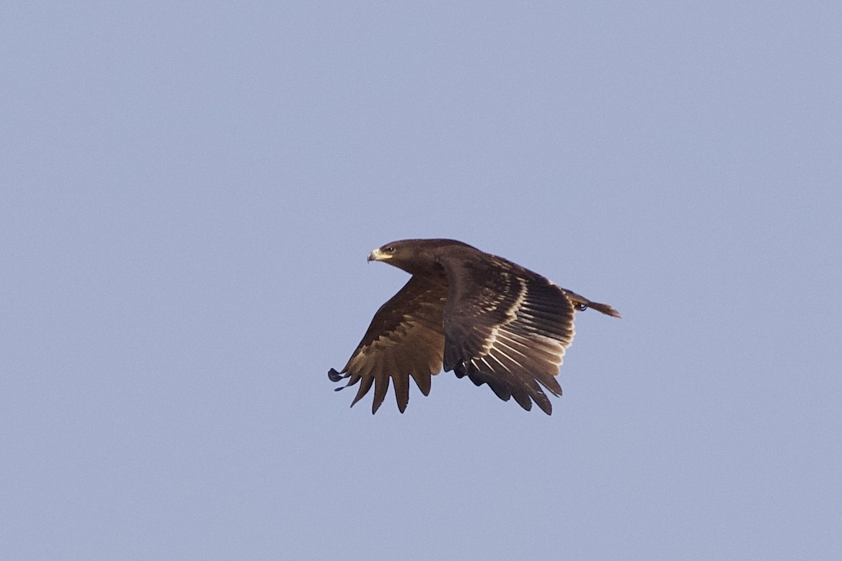 Greater Spotted Eagle - ML614946861