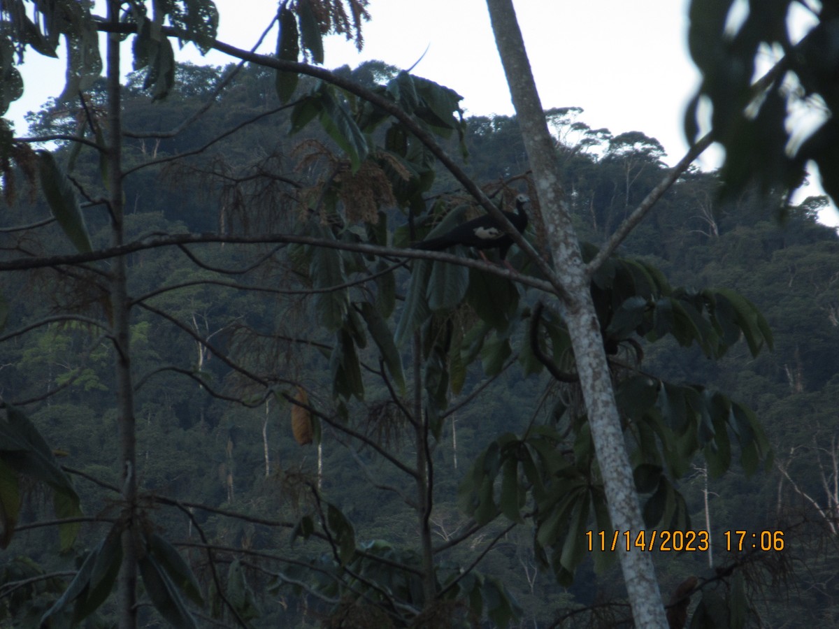 Blue-throated Piping-Guan - ML614946894