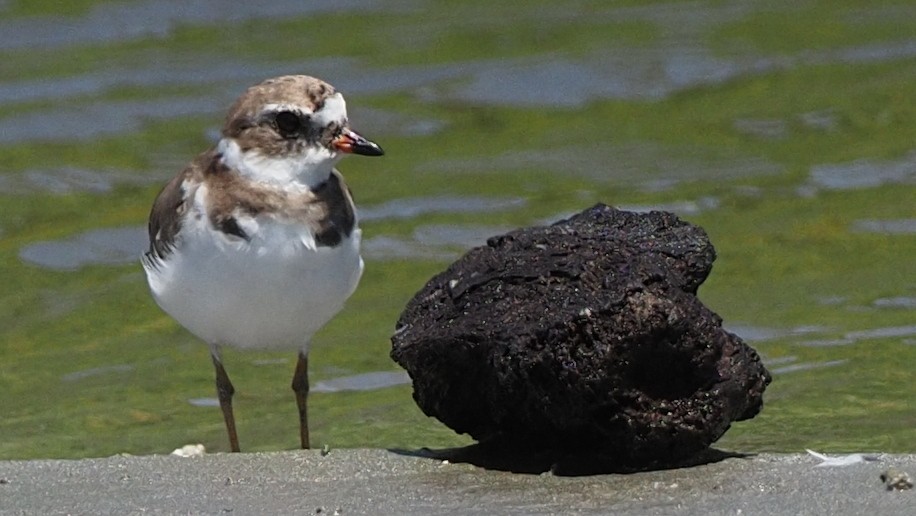 Semipalmated Plover - ML614946993
