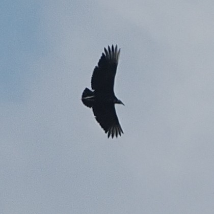 Black Vulture - ML614947005