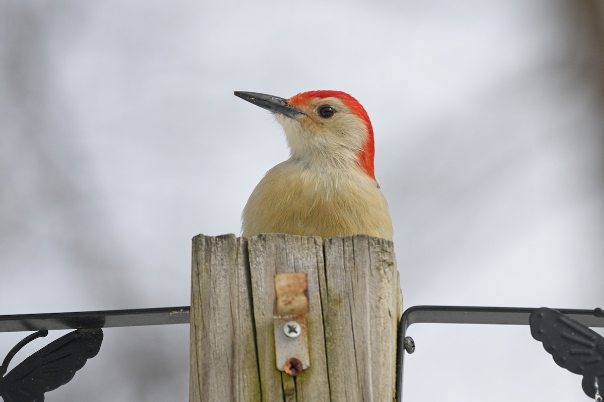 Red-bellied Woodpecker - Grace C