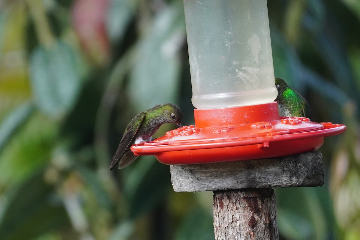 kolibřík zelenkavý - ML614947256