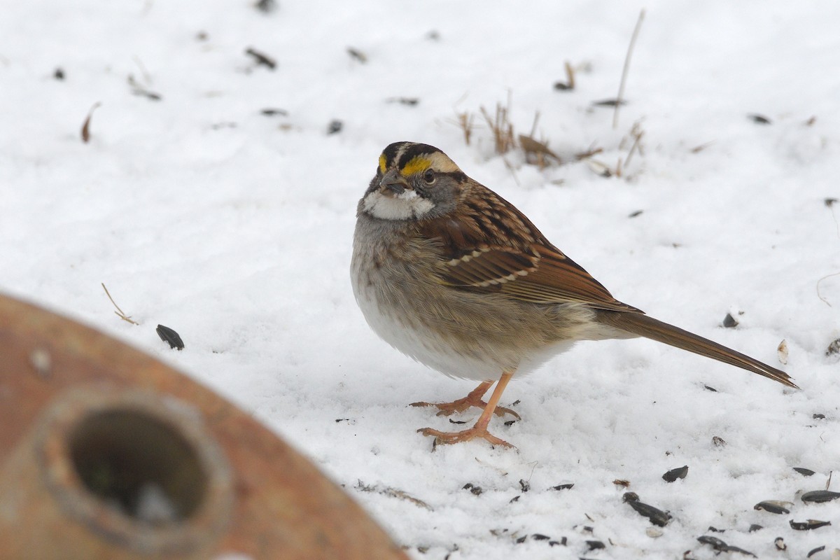 White-throated Sparrow - ML614947379