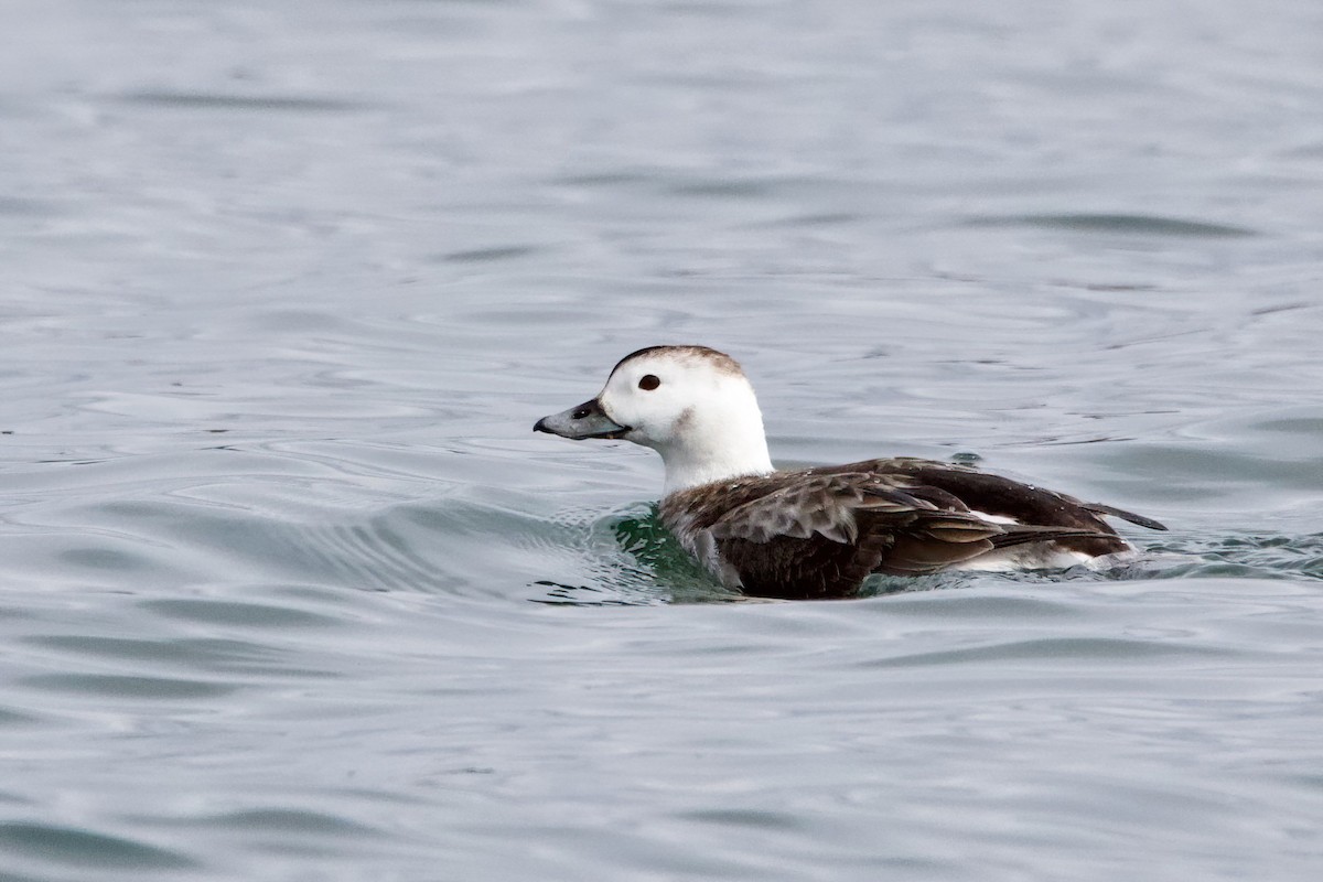 Long-tailed Duck - ML614947450