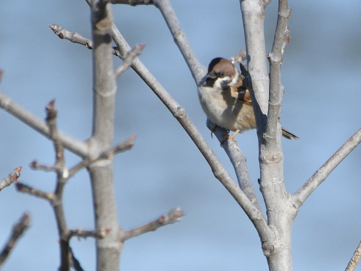 Eurasian Tree Sparrow - ML614947741