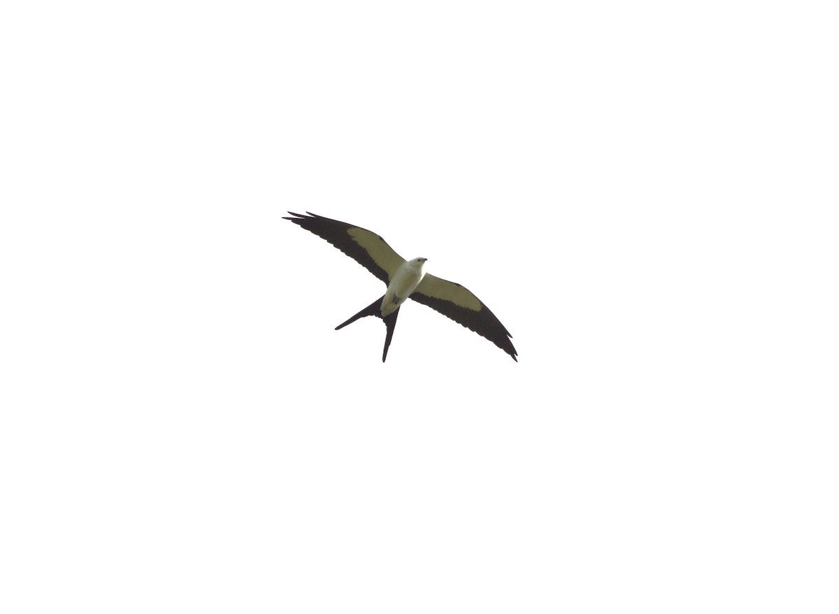 Swallow-tailed Kite - ML614947750