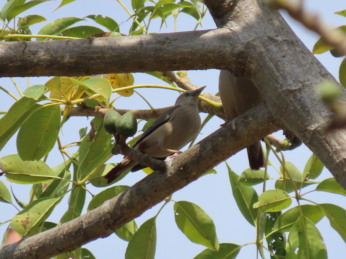 Chestnut-tailed Starling - ML614947795