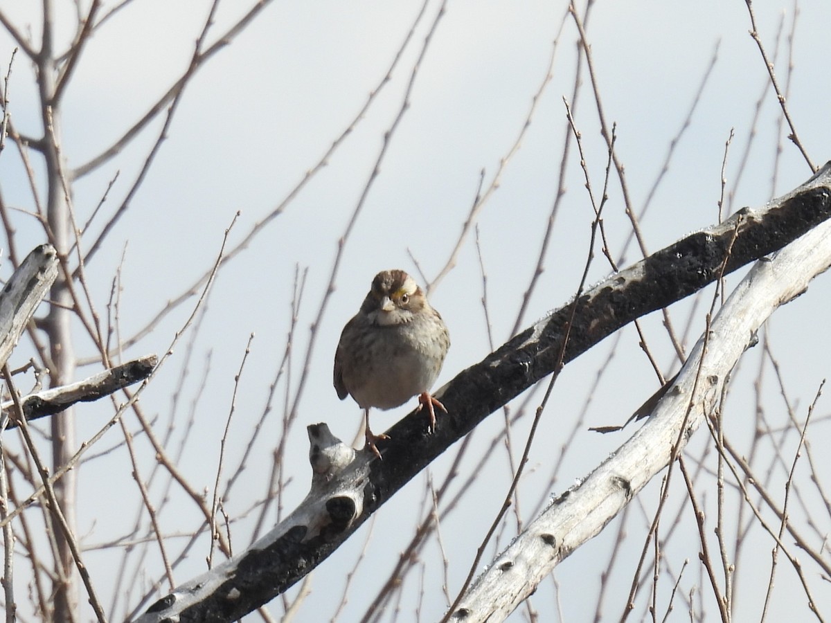 White-throated Sparrow - ML614947967