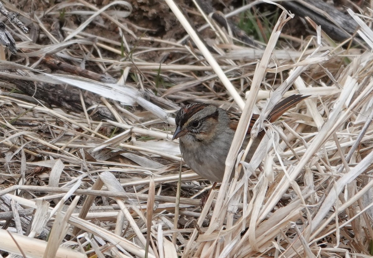 Swamp Sparrow - ML614948358