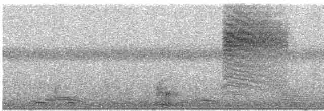 Perlita Cejiblanca - ML614948524