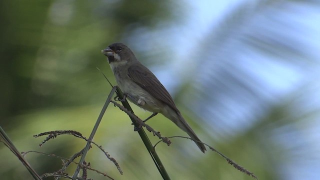 Double-collared Seedeater - ML614948572