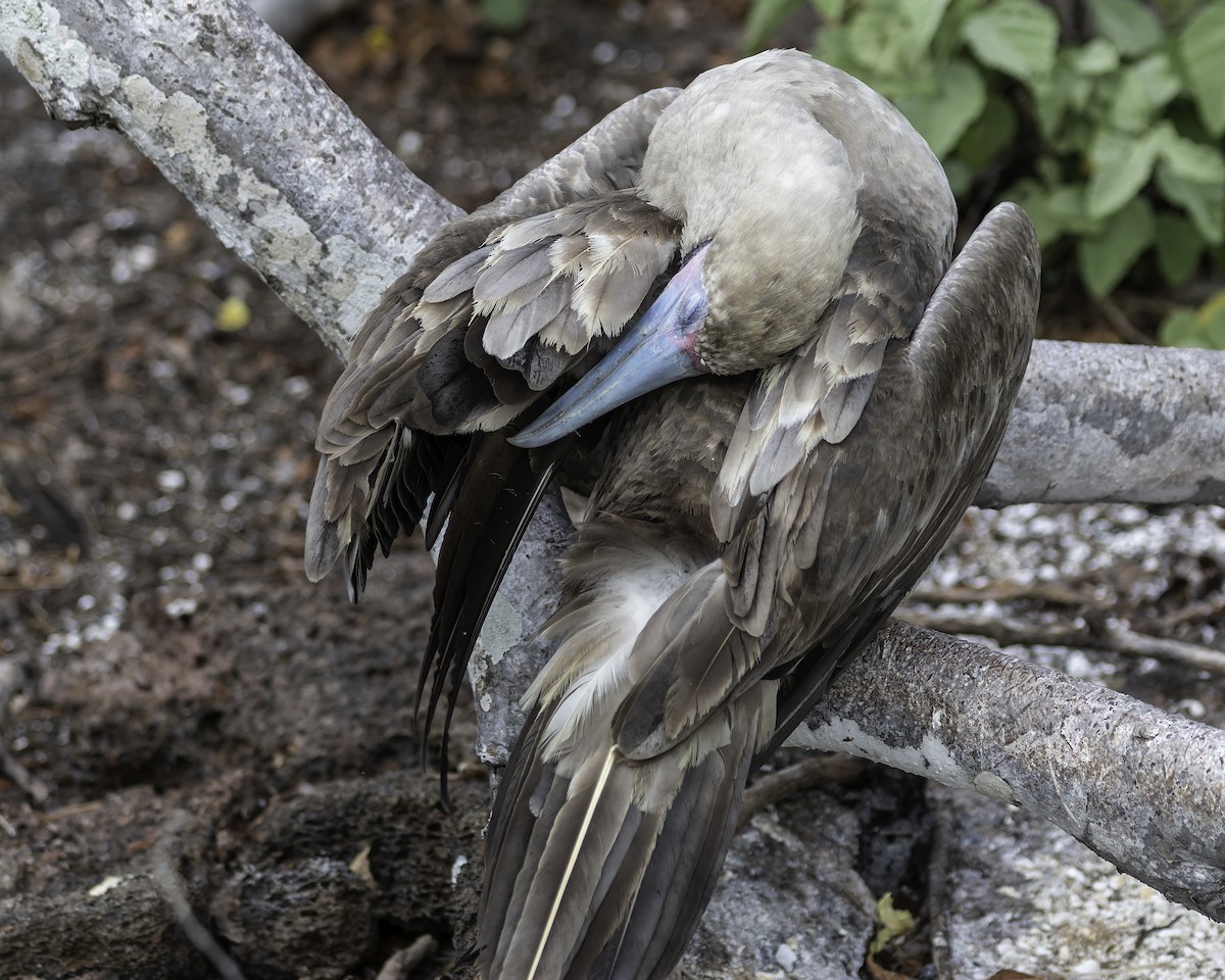 Red-footed Booby - ML614948698