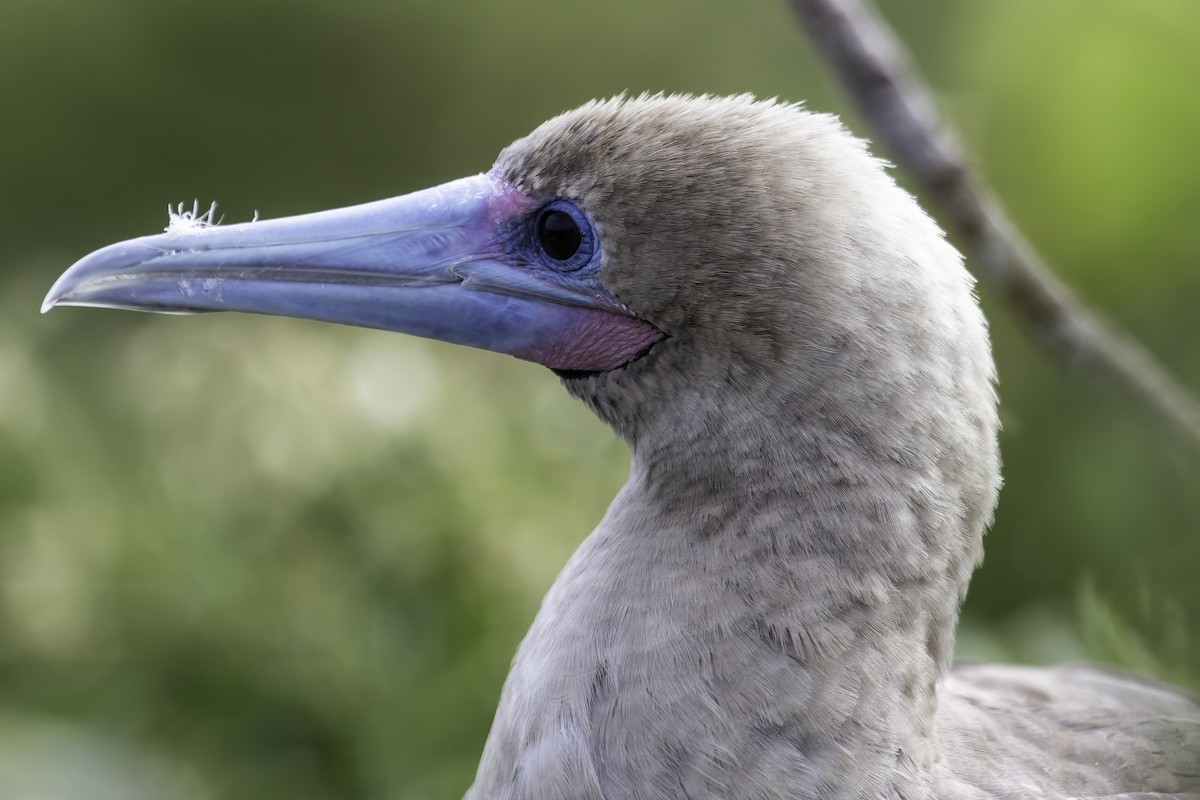 Red-footed Booby - ML614948699