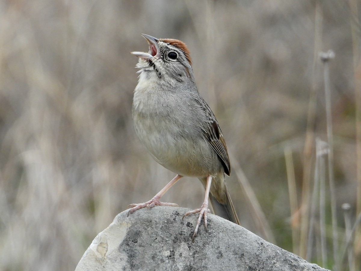 Rufous-crowned Sparrow - ML614948926