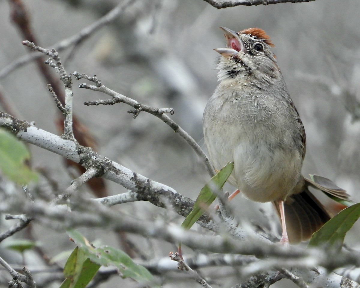 Rufous-crowned Sparrow - ML614948928
