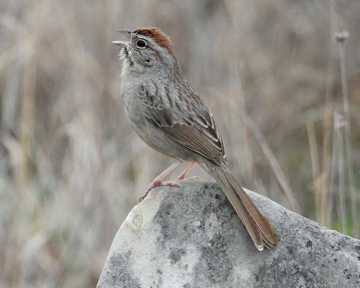 Rufous-crowned Sparrow - Justus P