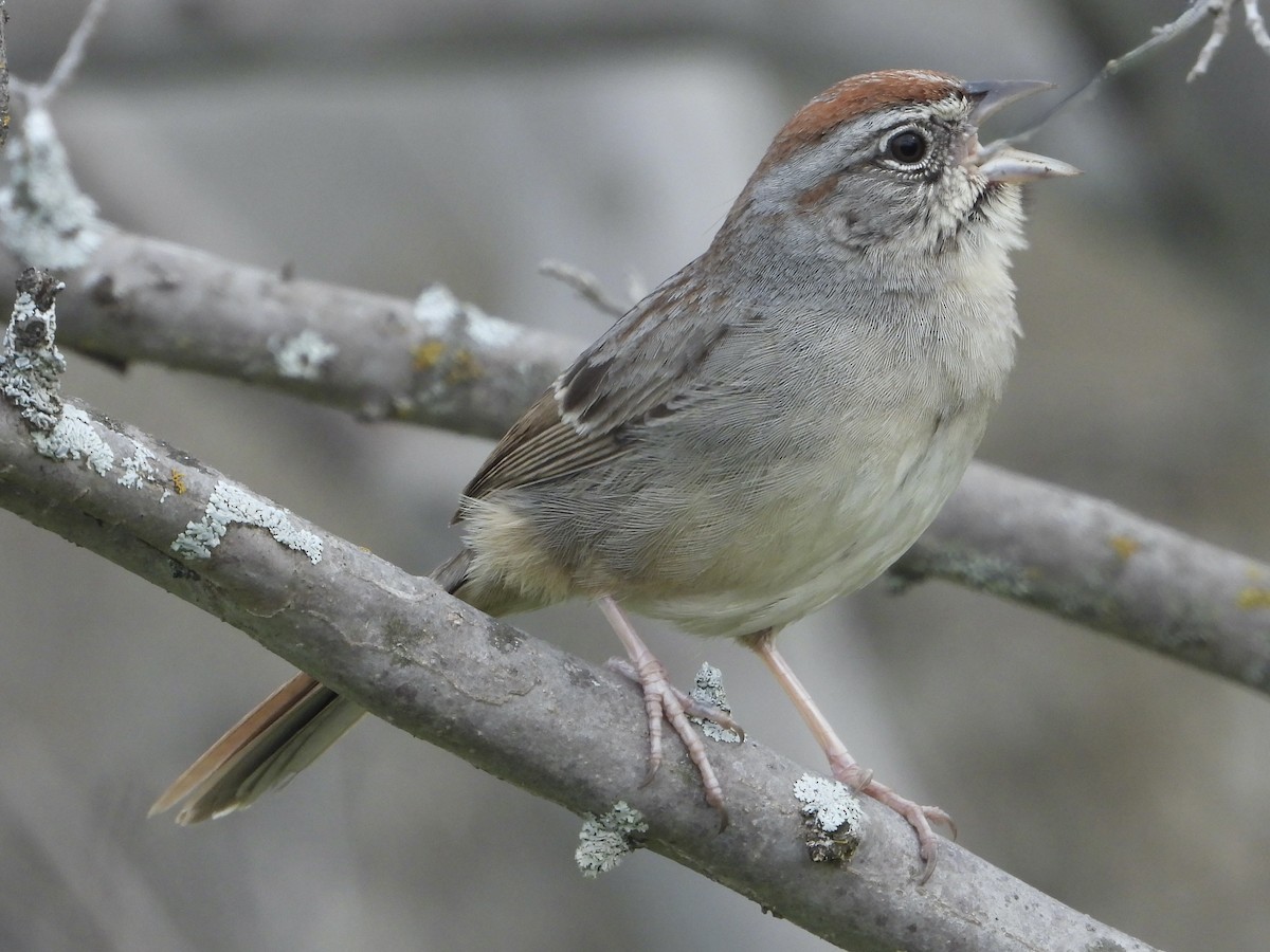 Rufous-crowned Sparrow - ML614948930