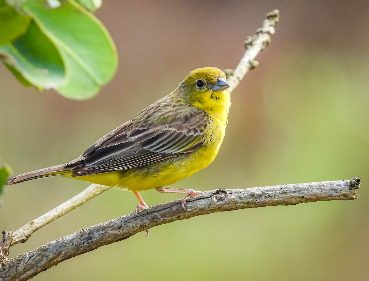 Stripe-tailed Yellow-Finch - José Silvestre Vieira