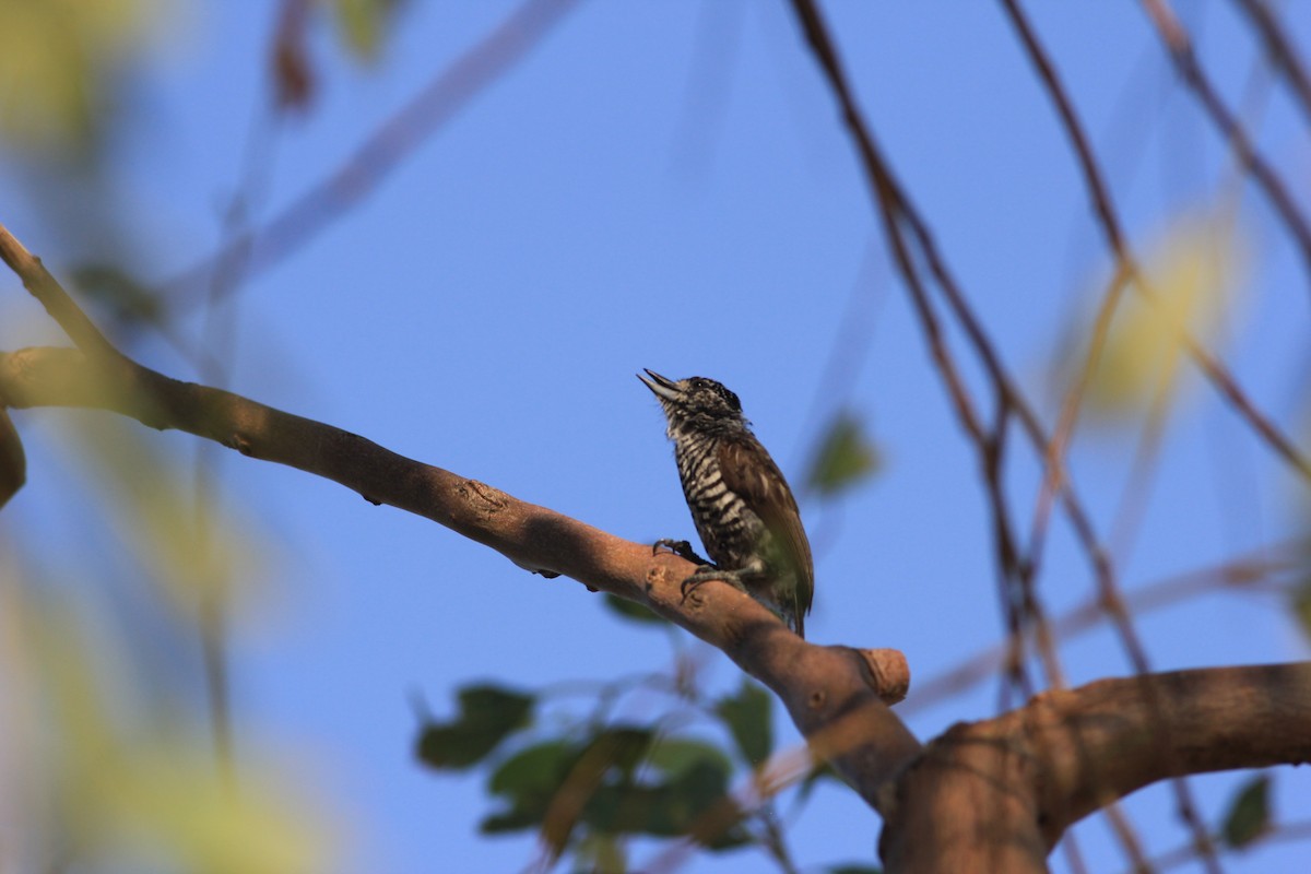 White-barred Piculet - ML614949041