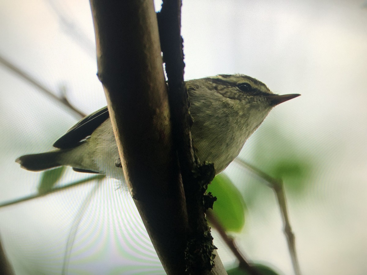 Yellow-browed Warbler - Pedro Marques