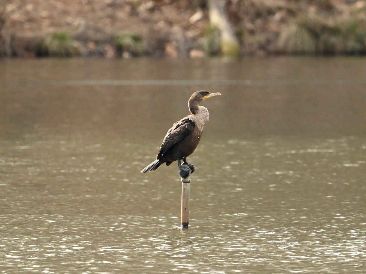 Double-crested Cormorant - William Woody
