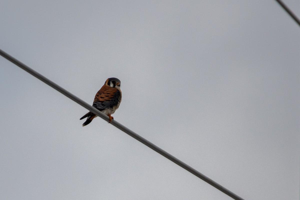 American Kestrel - Candice Lowther
