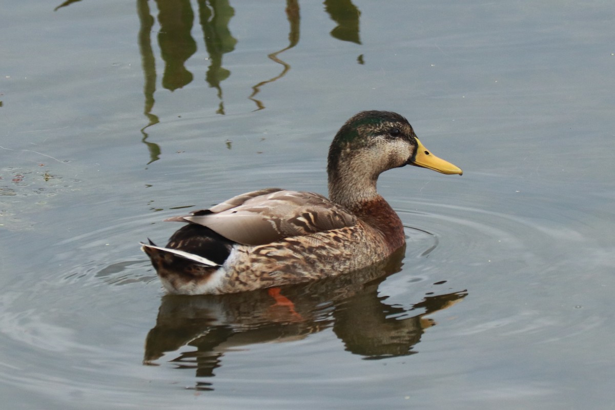 Mallard x Mottled Duck (hybrid) - ML614949224