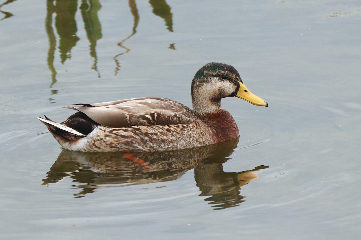 Mallard x Mottled Duck (hybrid) - ML614949225