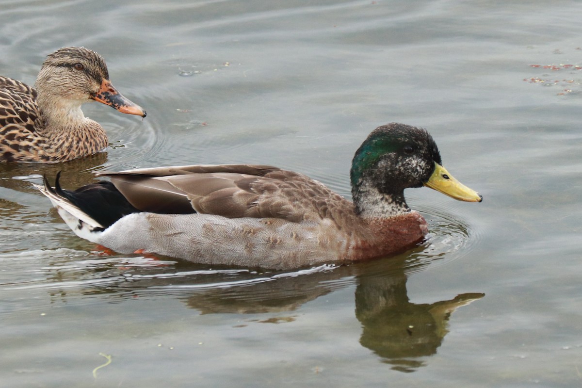 Mallard x Mottled Duck (hybrid) - ML614949226