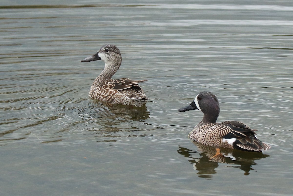 Blue-winged Teal - ML614949230