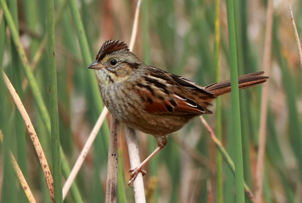 Swamp Sparrow - ML614949278