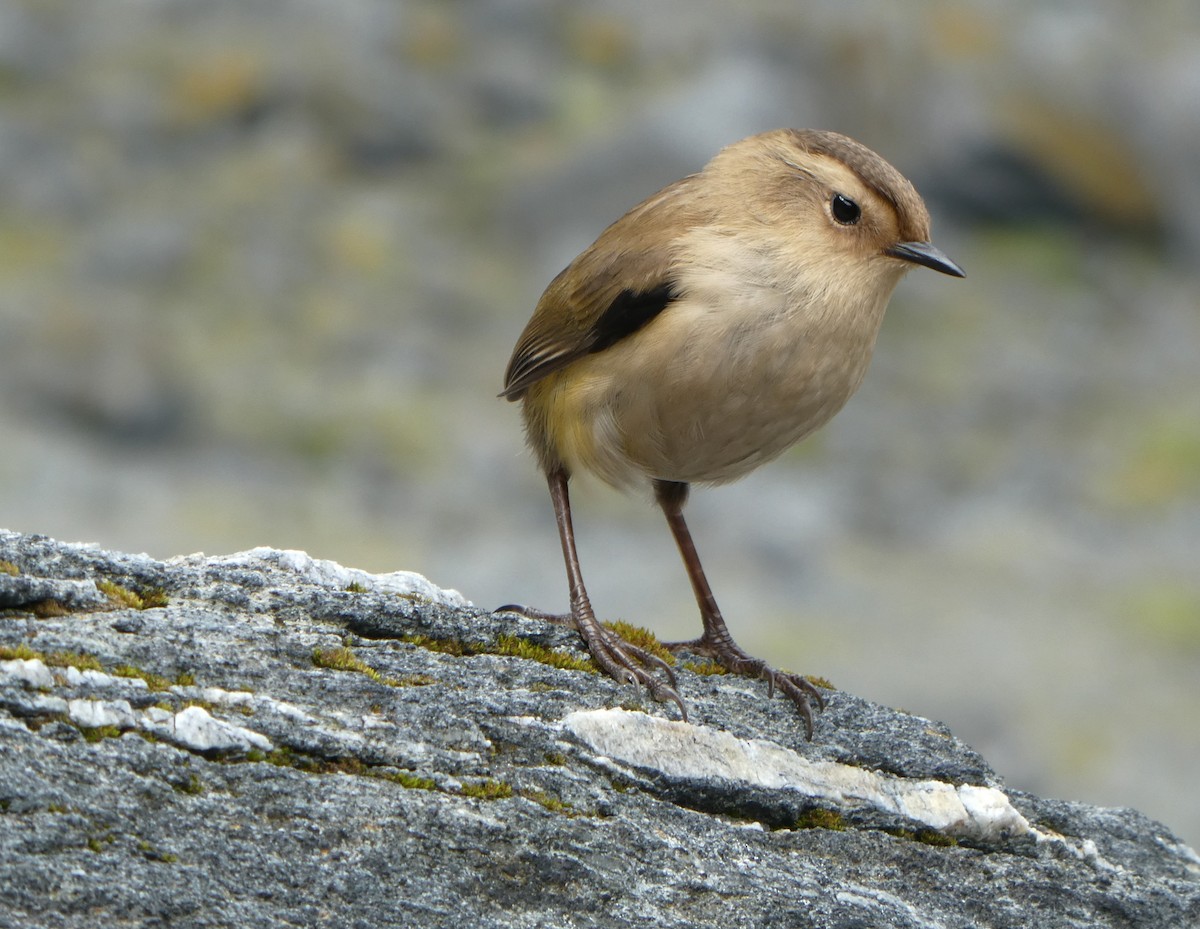 New Zealand Bird Atlas Checklist Feb Siberia South Branch Species